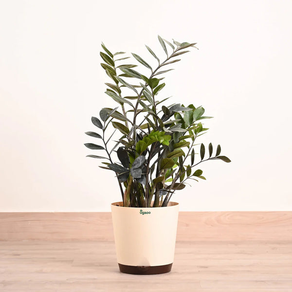 ZZ Raven in Eco Friendly Pot