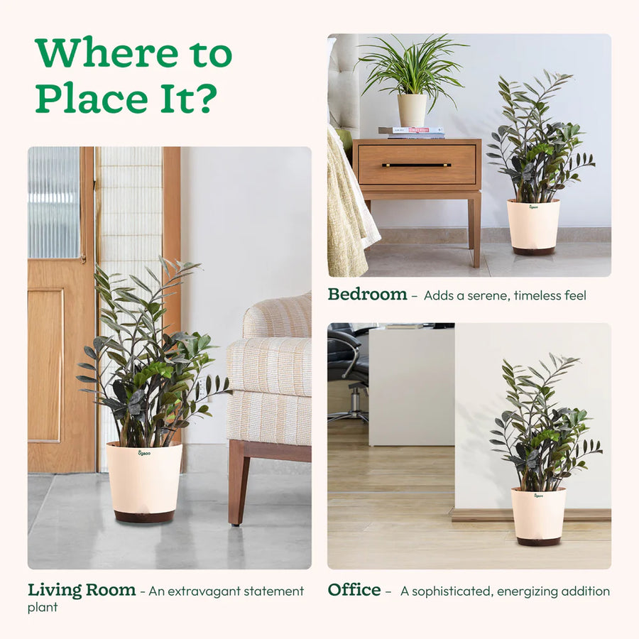 ZZ Raven in Eco Friendly Pot