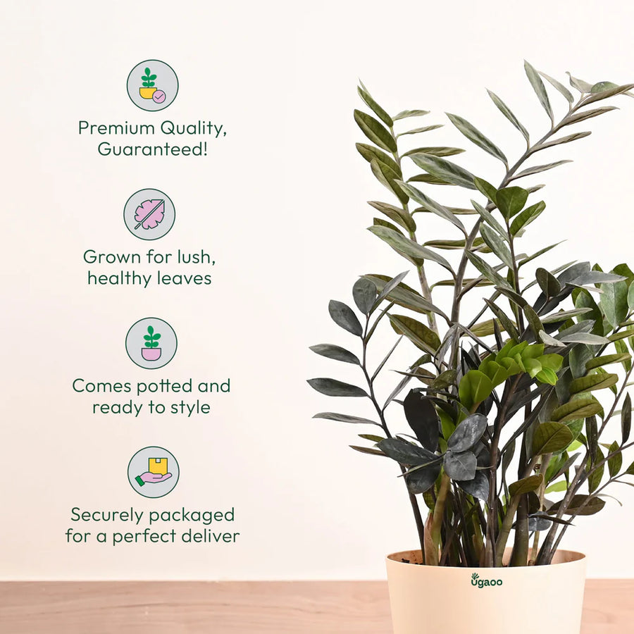 ZZ Raven in Eco Friendly Pot